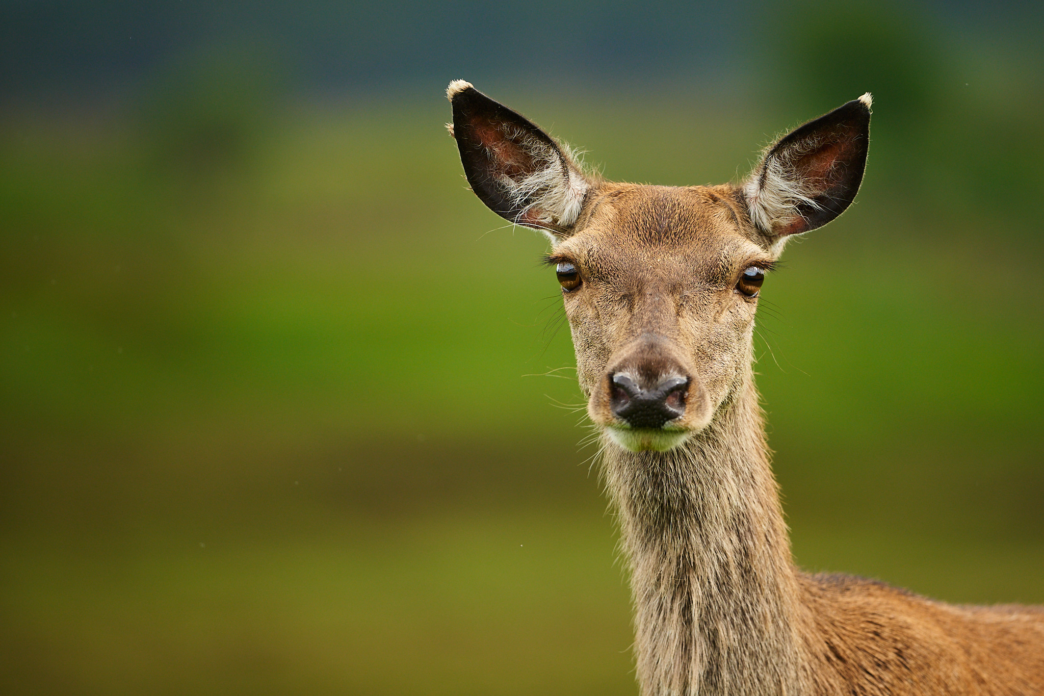 Mammals